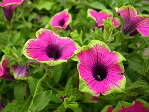 Петуния Каскадиас Питайя (Cascadias Pitaya)