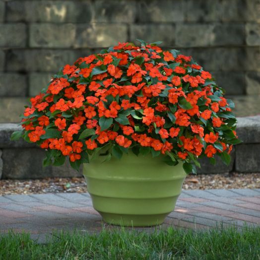 Бальзамин Уоллера (Impatiens walleriana F1) Beacon Orange, 50 семян