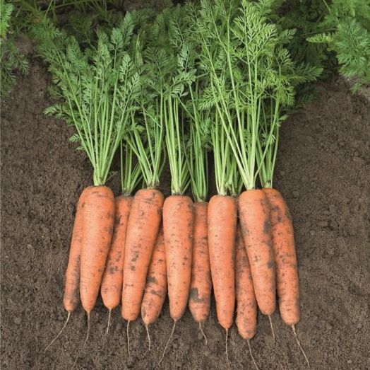 Морковь Белградо F1, 1г семян