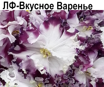 ЛФ-Вкусное Варенье (Федосеева) НОВИНКА!