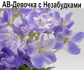 АВ-Девушка с Незабудками  НОВИНКА КАТАЛОГА