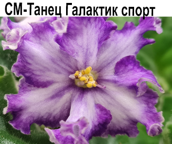 СМ-Танец Галактик спорт