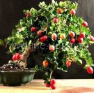 Karissa-krupnocvetkovaya-sliva-komnatnaya-1-sht-Poisk