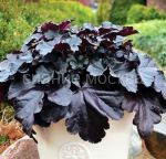 Gejhera-Black-Pearl-Blek-Perl-P9-POSPeLLA