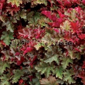 Гейхера Chocolate Ruffles (Чоколейт Раффлз) (P9) (ПОСПЕЛЛА)