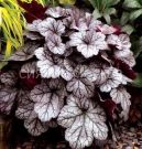 Gejhera-Glitter-Glitter-P9-POSPeLLA