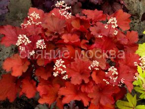 Гейхера Rio (Рио) (P9) (ПОСПЕЛЛА)