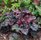 Gejhera-Magnum-Magnum-P9-POSPeLLA