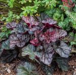 Gejhera-Magnum-Magnum-P9-POSPeLLA