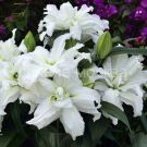 Liliya-Rouzlili-Aisha-Roselily-Aisha-vost-mahr-12-14-1-sht-Kolorlajn