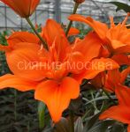 Liliya-Alani-Alani-aziatskaya-12-14-2-sht-Kolorlajn