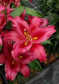 Лилия Бакка (Bacca), ОТ, 14/16, 1 шт (Колорлайн)