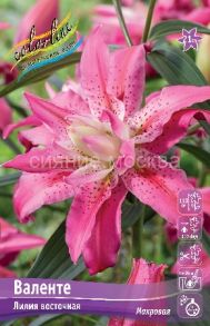 Лилия Валенте (Valente), вост.махр., 12/14, 1 шт (Колорлайн)