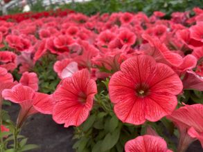 Петуния Capella Coral