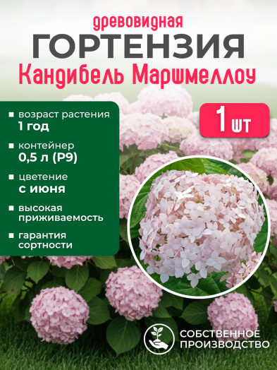 Гортензия древовидная Кандибелле Маршмэллоу Р9
