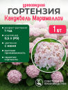 Гортензия древовидная Кандибелле Маршмэллоу Р9