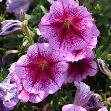 Петуния Сapella Fuchsia Lace