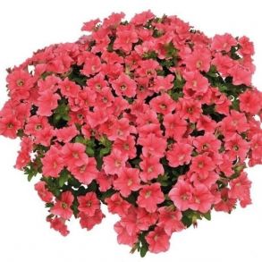 Петуния Fanfare Salmon