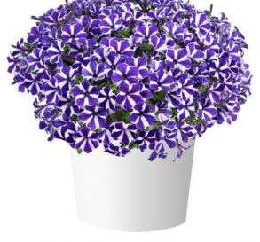 Петуния Blue Diamond