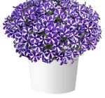 Петуния Blue Diamond