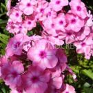 Floks-Hercules-Gerkules-P9-POSPeLLA-1-sht