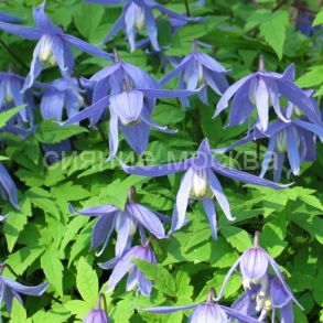 Клематис Frankie княжик (Фрэнки) (P9) (ПОСПЕЛЛА)