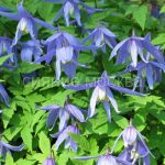 Klematis-Frankie-Frenki-P9-POSPeLLA