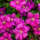 Klematis-Abundance-Abundans-P9-POSPeLLA-1-sht