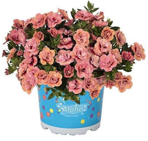 Калибрахоа Aloha Double Apricot