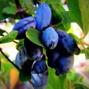 Жимолость канадская Блю Треже (Голубое сокровище)
