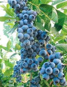 Голубика Osorno (Осорно) (P9) (ПОСПЕЛЛА) 1 шт