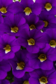 Калибрахоа Calitastic Violaceous
