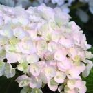 Gortenziya-krupn-Endless-Summer-The-Bride-Jendless-Sammer-Brajd-P9-POSPeLLA-1-sht