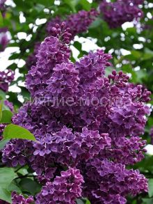 Сирень Сумерки (P9) (ПОСПЕЛЛА) 1 шт