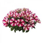 Петуния Hot Pink Touch