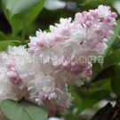 Siren-Krasavica-Moskvy-P9-POSPeLLA-1-sht