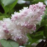 Сирень Красавица Москвы (P9) (ПОСПЕЛЛА) 1 шт