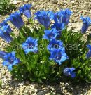 Gorechavka-Blue-Magic-Blyu-Medzhik-P9-POSPeLLA-1-sht