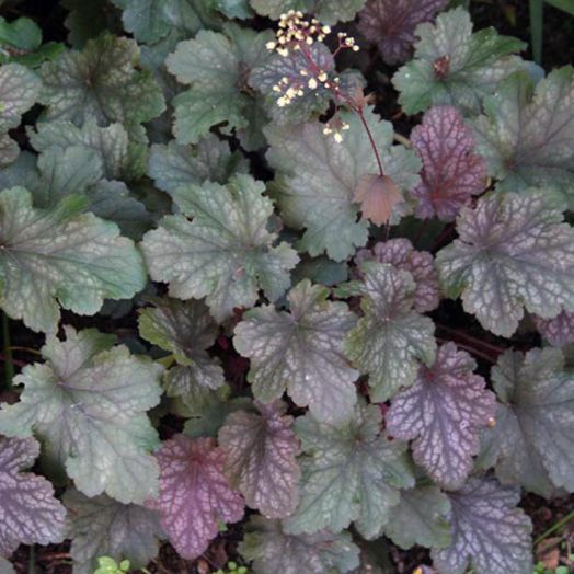 Гейхера гибридная Silver Indiana