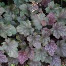 Гейхера гибридная Silver Indiana