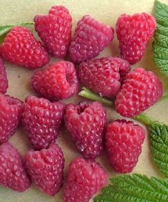 Малина ремонтантная Амира