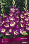Gladiolus-Sishor-up-5-sht-Poisk