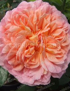 Роза английская парковая Абрахам Дерби, 1 шт., Поиск