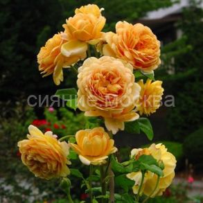 Роза английская парковая Голден Селебрейшен, Golden Celebration, 1 шт., Поиск