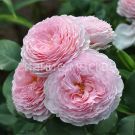 Roza-anglijskaya-parkovaya-Dzhejms-Gelvej-1-sht-Poisk