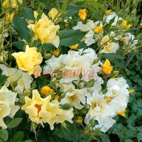 Али Дорате (Ali Dorate)