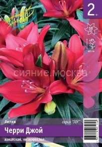 Лилия Черри Джой (Cherry Joy), аз., 10/12, 2 шт (Колорлайн)
