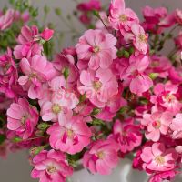 Ангела (Angela)