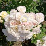 Андре Брише, Имка Марина (André Brichet)