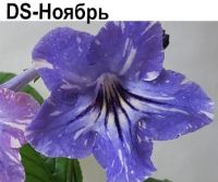 DS-Ноябрь